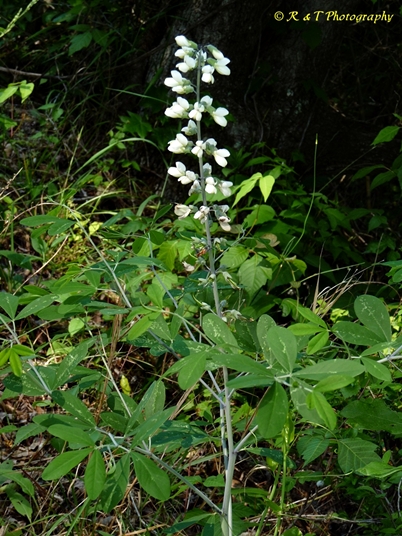 {Baptisia leucantha}